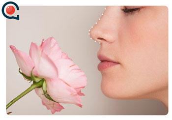 NASENSPITZENÄSTHETIK